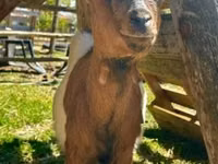 बकरी, Nigerian dwarf goats — फ़ोटो 3