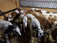 Бух, Simmental cattle — 1 зураг