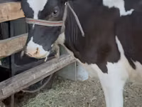 Vaca, Raza Holstein — foto 1