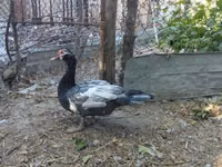 Домашняя мушка — фото 2