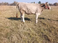 母牛, Cattle — 照片 5