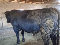 ثور, Swiss cattle — الصورة 6