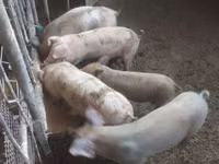 Säue, Schweine — Foto 2