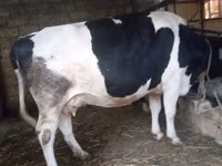 Vaca, Russian Black pied cattle — foto 1