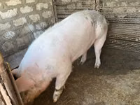 Boar, Pigs — photo 3