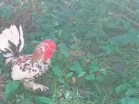 Japanisches Bantam — Foto 4