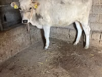 母牛, Aberdeen-Angus — 照片 3