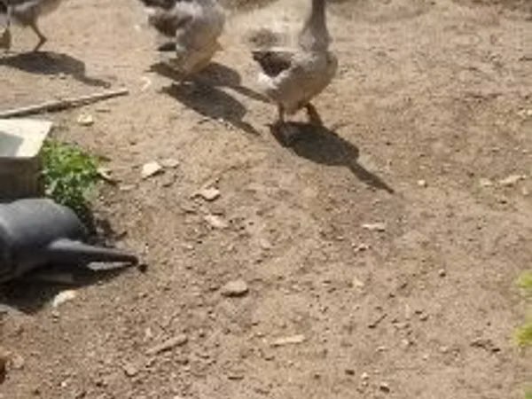 ग्रॉ ओग ग्रॉब्रोगेडे डांस्के गैस