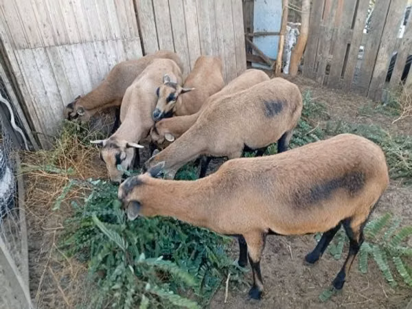 Sheep, Cameroon sheep