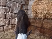 Kuh, Russian Black pied cattle — Foto 5