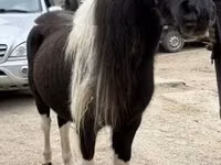 母马, Horses — 照片 2