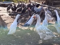Индийн гүйгч — 1 зураг