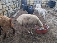 Sheep, Sheep — photo 5