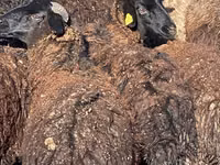 भेड़ें (लॉट, लिंग निर्दिष्ट नहीं), Karachay sheep — फ़ोटो 1