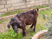 母山羊, Goats — 照片 7