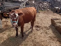 गाय, हेरफोर्ड — फ़ोटो 4