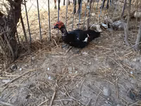 Ducks — Foto 5