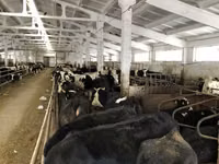 Үнээ, Yaroslavl cattle — 7 зураг
