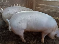 Eber, Schweine — Foto 3