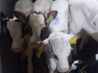 ثور, Simmental cattle — الصورة 1