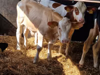 Rinder (Partie, Geschlecht nicht angegeben), Simmental cattle — Foto 6