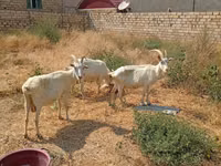 母山羊, Saanen goat — 照片 3