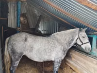 Азаргагүй морь, Ukrainian Riding Horse — 1 зураг