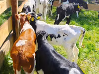 Bovinos (lote, sexo no especificado), Russian Black pied cattle — foto 1