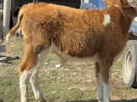 Бух, Simmental cattle — 5 зураг