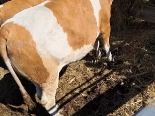 Cow, Simmental cattle