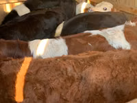 Cattle (batch, sex not specified), Simmental cattle — photo 3