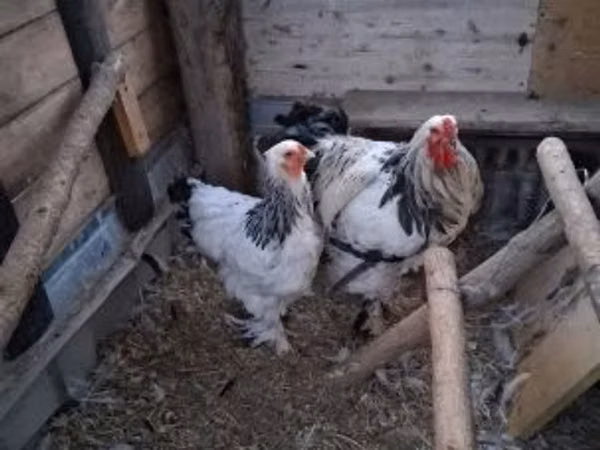 Brahma