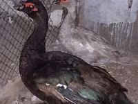 Ducks — फ़ोटो 2