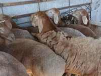 Carnero, Arashan sheep — foto 6