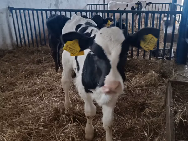 Bull, Russian Black pied cattle