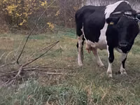 بقرة, Russian Black pied cattle — الصورة 1