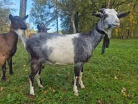 Ямаа, Alpine goat — 2 зураг