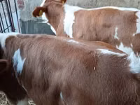 ثور, Simmental cattle — الصورة 2