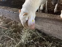 मेढ़ा, Assaf sheep — फ़ोटो 3