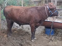 公牛, Cattle — 照片 5