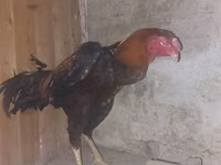 Chickens — photo 1