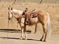 Stute, Quarter Horse — Foto 5