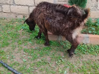 母山羊, Goats — 照片 6
