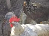 Chickens — photo 1
