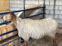 Sheep, Sheep — photo 2