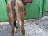Үнээ, Swiss cattle — 2 зураг