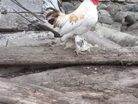 Chickens — Foto 5