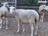 भेड़, Lacaune sheep — फ़ोटो 4