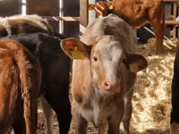 牛只（批次，未指定性别）, Cattle — 照片 4