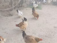 نورث هولاند بلو — الصورة 2